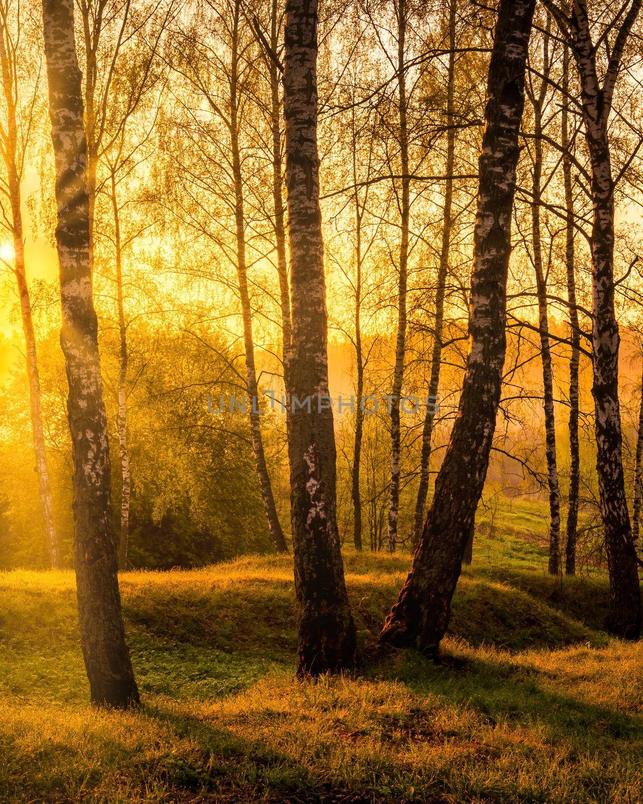 Sunrise or sunset in a spring birch forest with rays of sun shining through tree trunks by shadows and young green grass. Misty morning landscape.