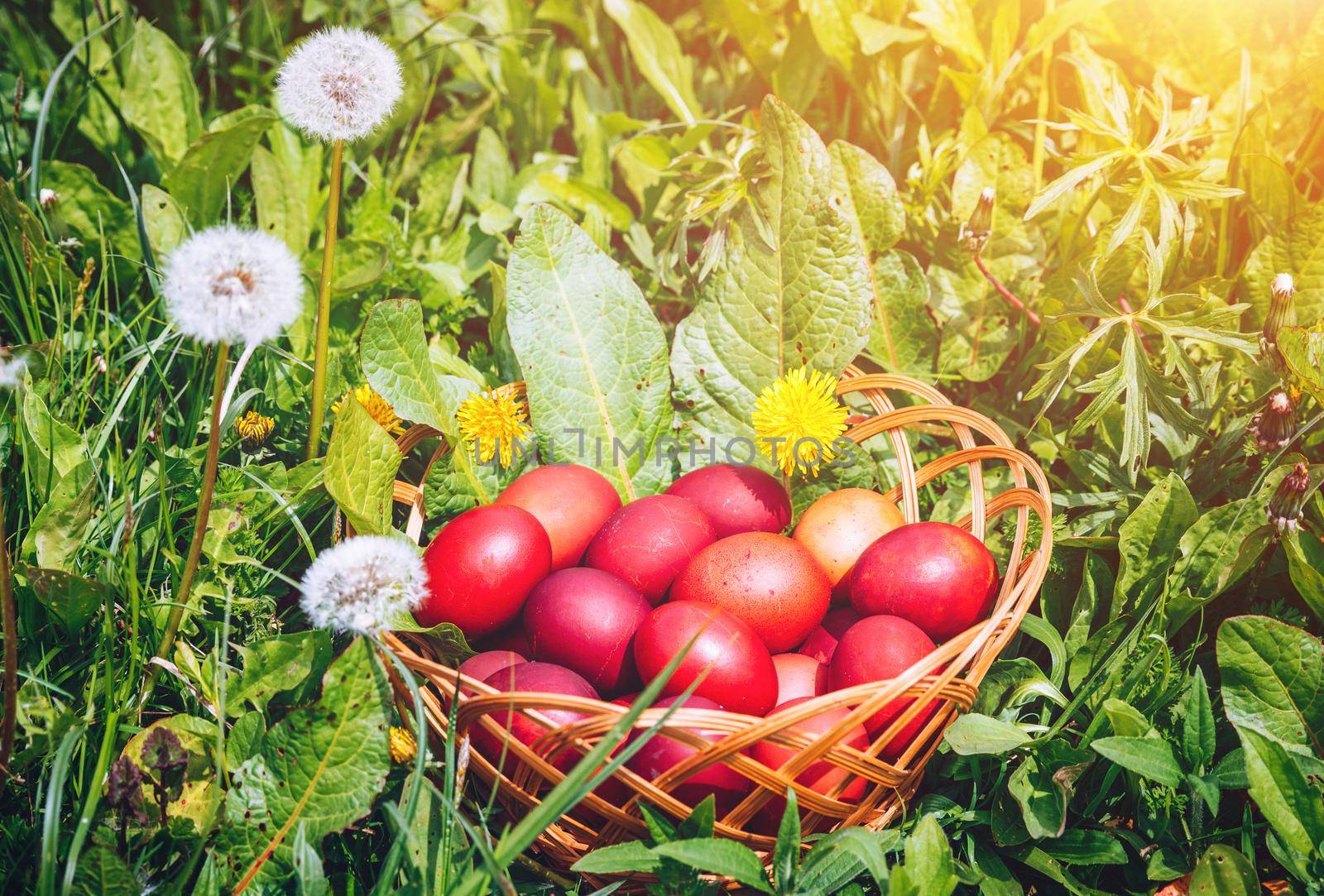 Red easter eggs on the grass with flowers and blowballs, spring holidays concept, naturally colored easter eggs with onion husks. Happy Easter, Christian religious holiday.
