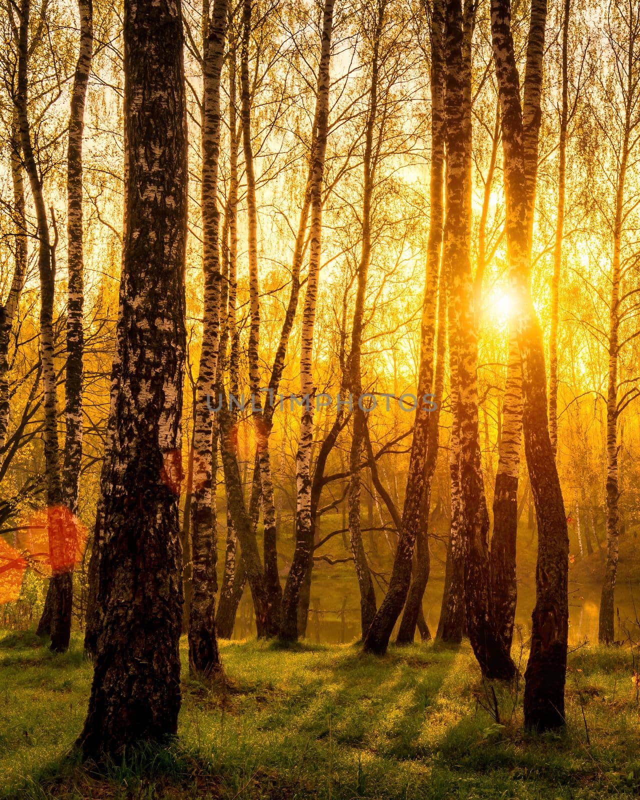 Sunrise near a pond with birches on the shore and fog over the water on a spring or early summer morning. Sun rays breaking through birch trees.