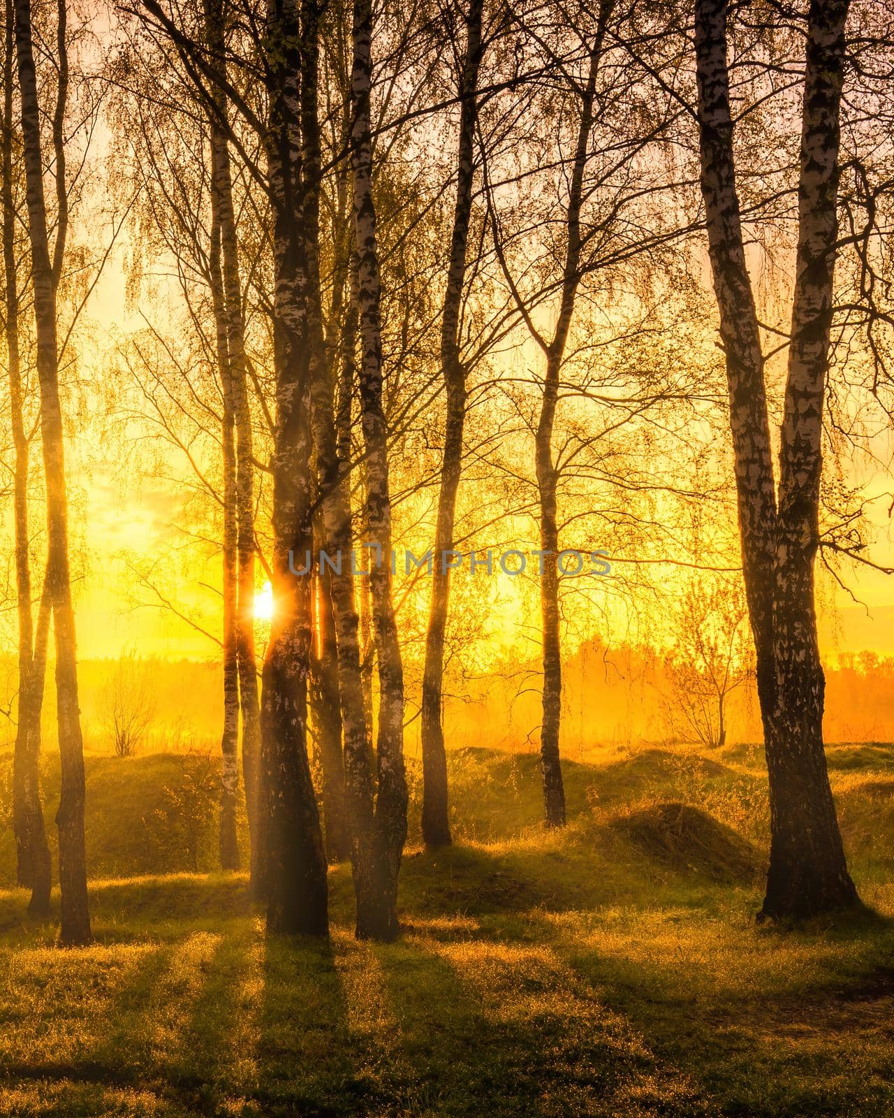 Sunrise or sunset in a spring birch forest with rays of sun shining through tree trunks by shadows and young green grass. Misty morning landscape.