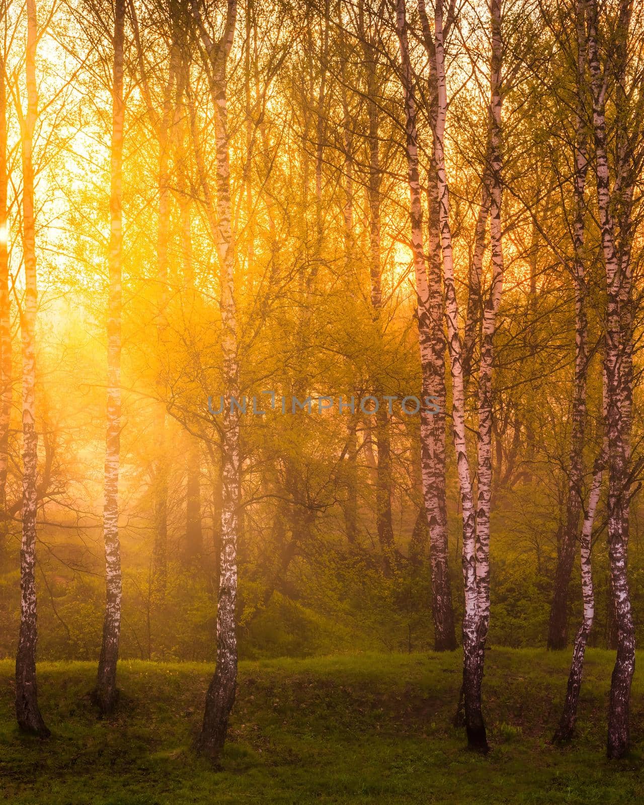 Sunrise or sunset in a spring birch forest with rays of sun shining through tree trunks by shadows and young green grass. Misty morning landscape.