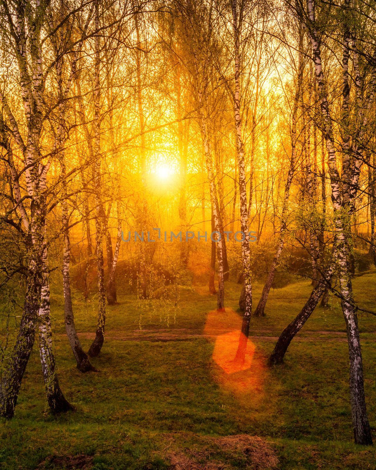 Sunrise or sunset in a spring birch forest with rays of sun shining through tree trunks by shadows and young green grass. Misty morning landscape.