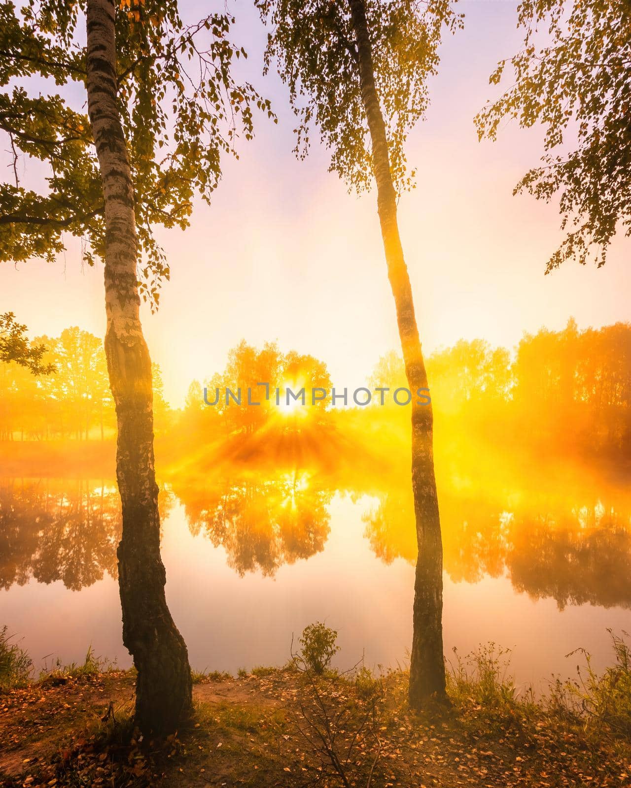 Golden misty sunrise on the pond in the autumn morning. Birch trees with rays of the sun cutting through the branches, reflected in the water.