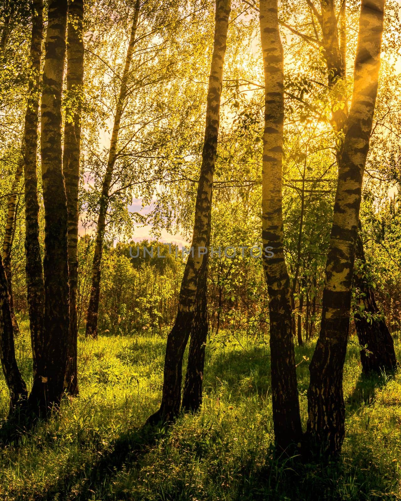 Sunrise or sunset in a spring birch forest with rays of sun shining through tree trunks by shadows and young green grass. Misty landscape.