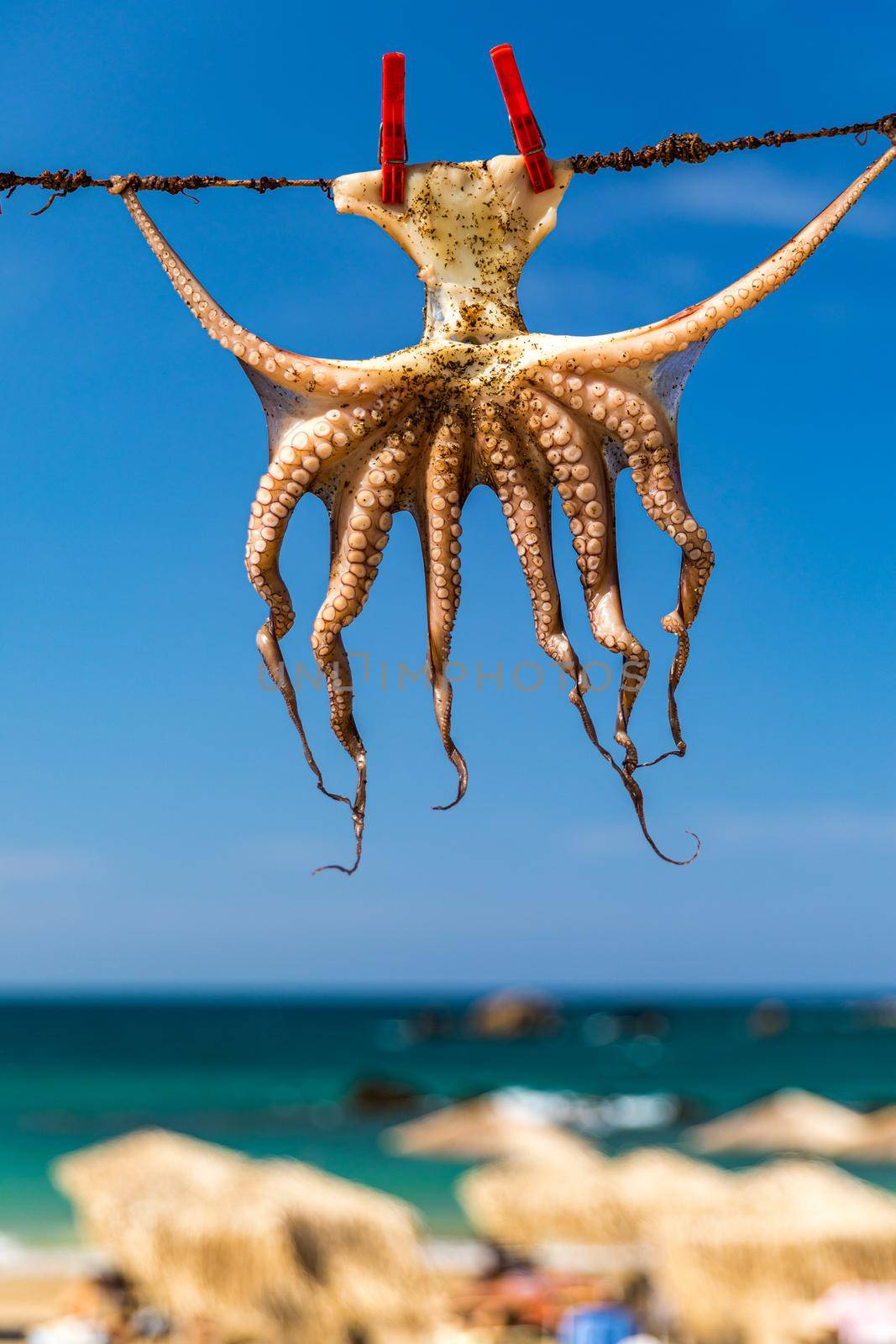 Octopus drying in the sun, Crete, Greece, Europe. Octopus drying in Crete, Greece. An octopus drying on a rope outside a tavern in Crete, Greece. Octopus is a very popular dish in Greece. 