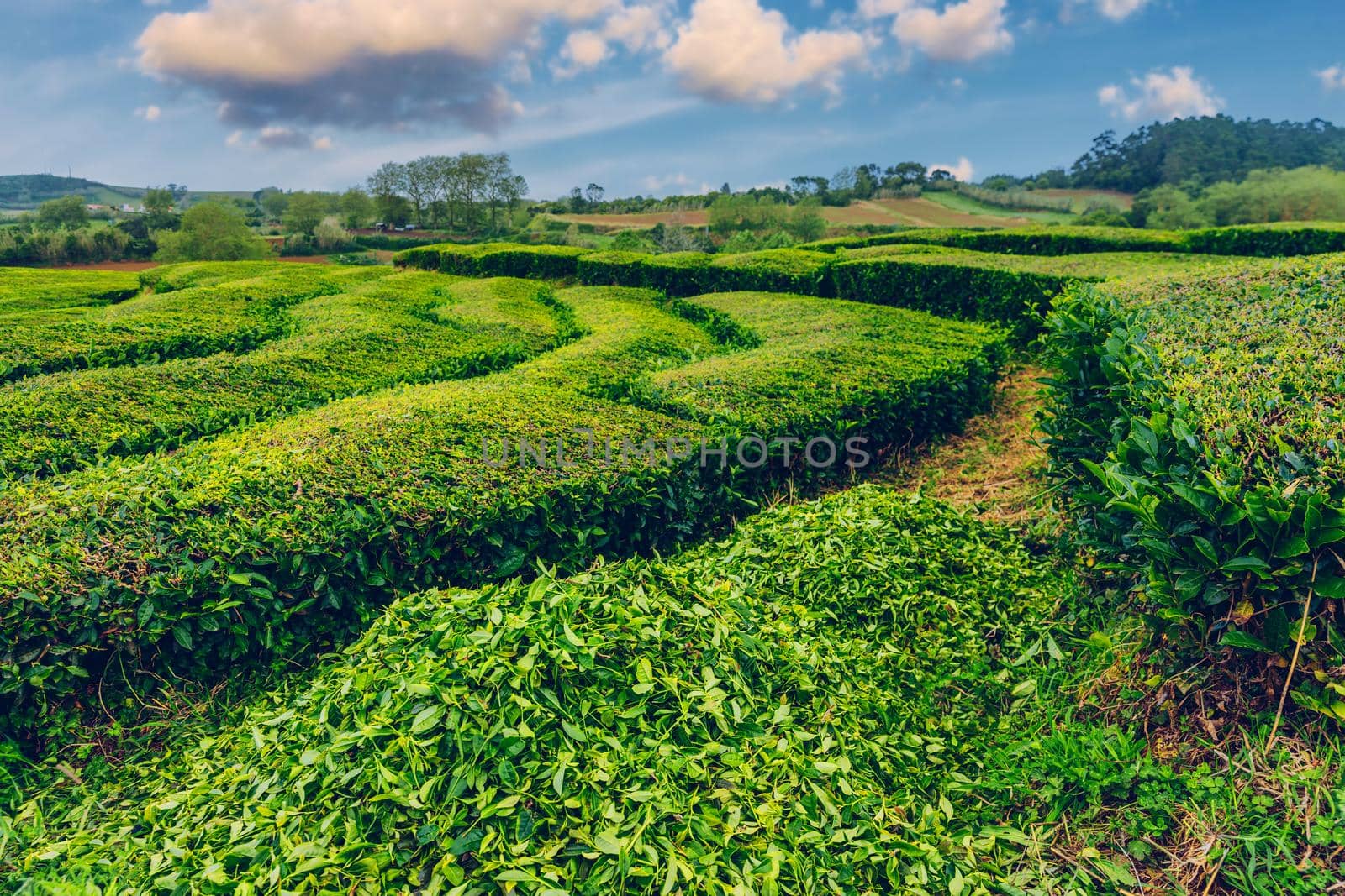 Tea plantation in Porto Formoso. Amazing landscape of outstanding natural beauty. Azores, Portugal Europe. Tea plantation on the north coast of Sao Miguel Island in the Azores, Portugal.