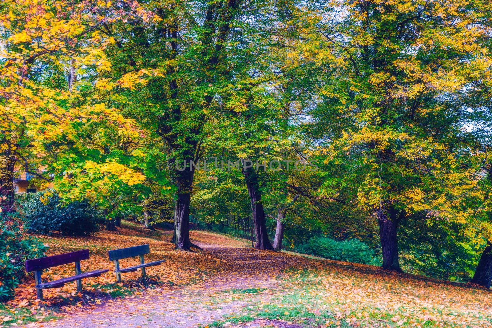 Autumn scene, fall,  red and yellow trees and leaves in sun light. Beautiful autumn landscape with yellow trees and sun. Colorful foliage in the park, falling leaves natural background