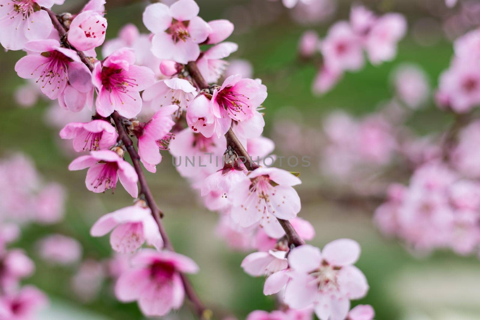 Flowering cherry against a blue sky. Cherry blossoms. Spring background. Blossoming cherry trees in spring. Spring Cherry blossoms, pink flowers.