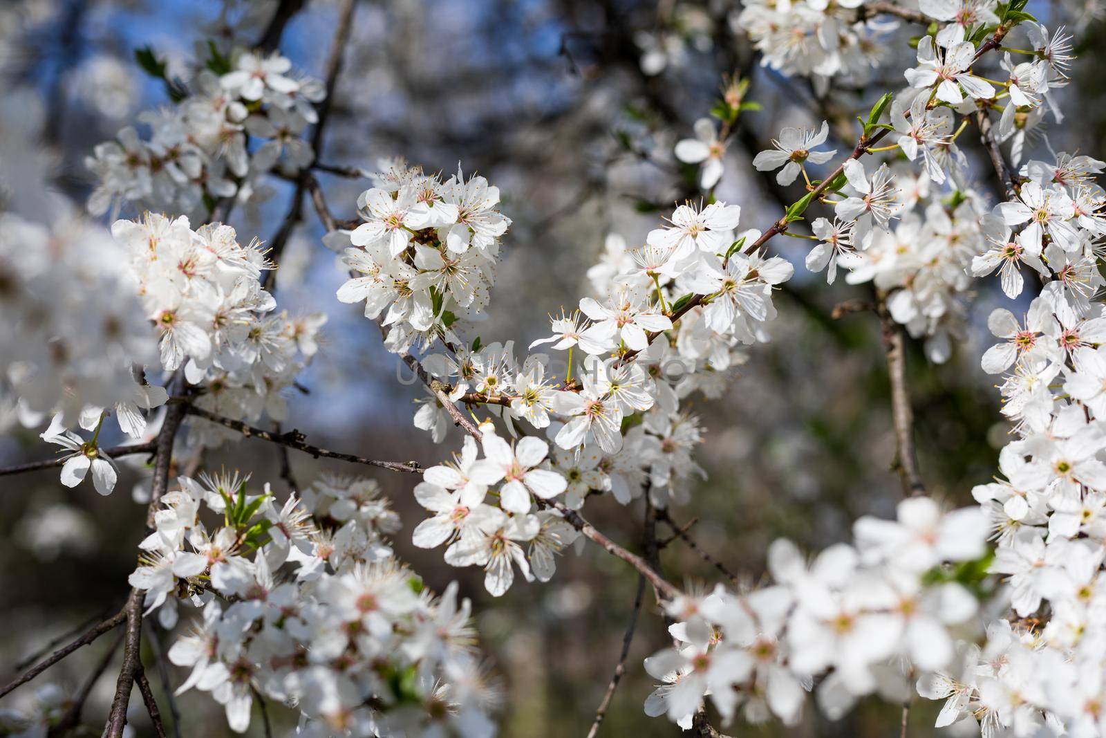 Spring border background with blossom, close-up. Abstract floral spring background. Blossoms over blurred nature background/ Spring flowers/Spring Background with bokeh