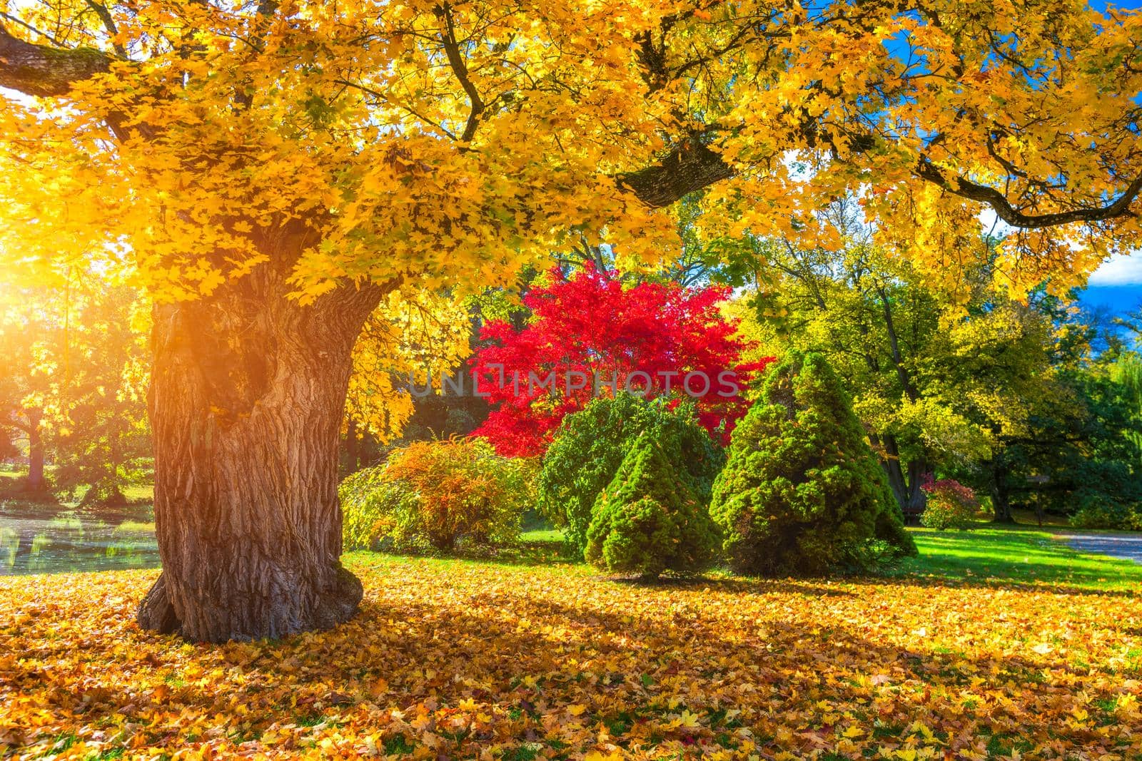 Autumn scene, fall,  red and yellow trees and leaves in sun light. Beautiful autumn landscape with yellow trees and sun. Colorful foliage in the park, falling leaves natural background