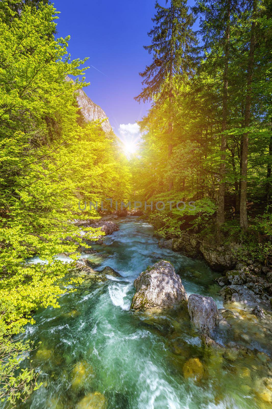 Cold mountain stream coming from Savica waterfall, river Sava near lake Bohinj, Slovenian Alps, Slovenia. The Sava Bohinjka is a headwater of the Sava River in northwestern Slovenia.