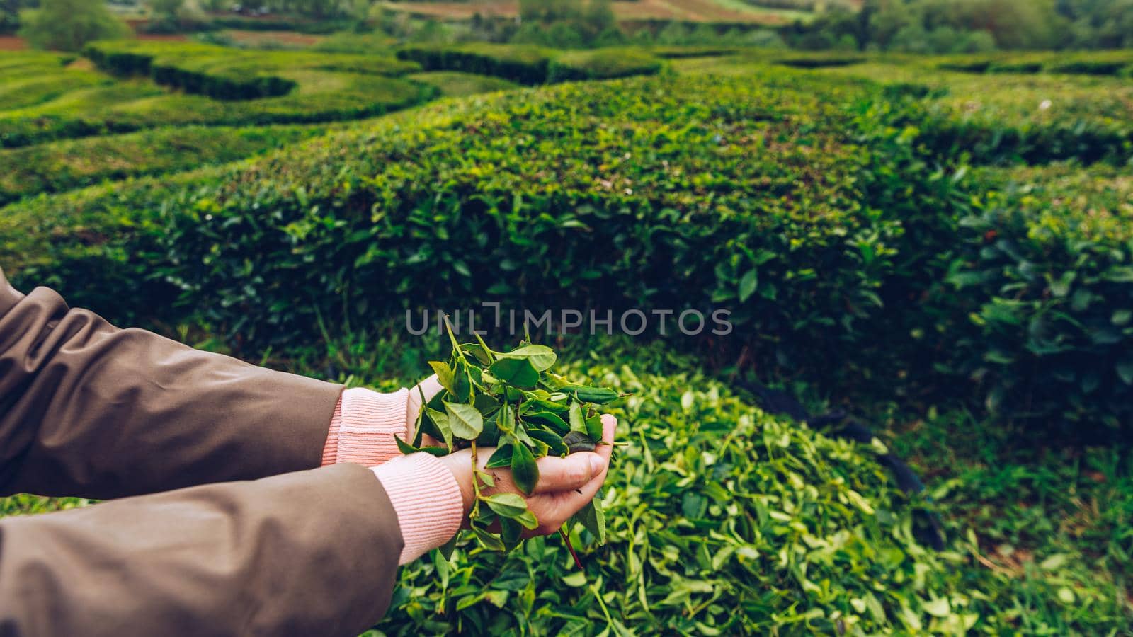 Tea plantation in Porto Formoso. Amazing landscape of outstanding natural beauty. Azores, Portugal Europe. Tea plantation on the north coast of Sao Miguel Island in the Azores, Portugal.