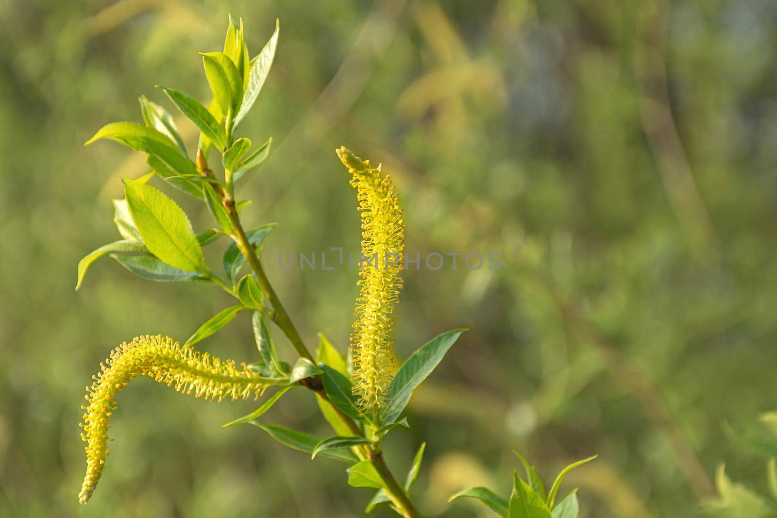 Yellow flowers of a herbaceous plant. Close-up, blurred, background. Stock photography.