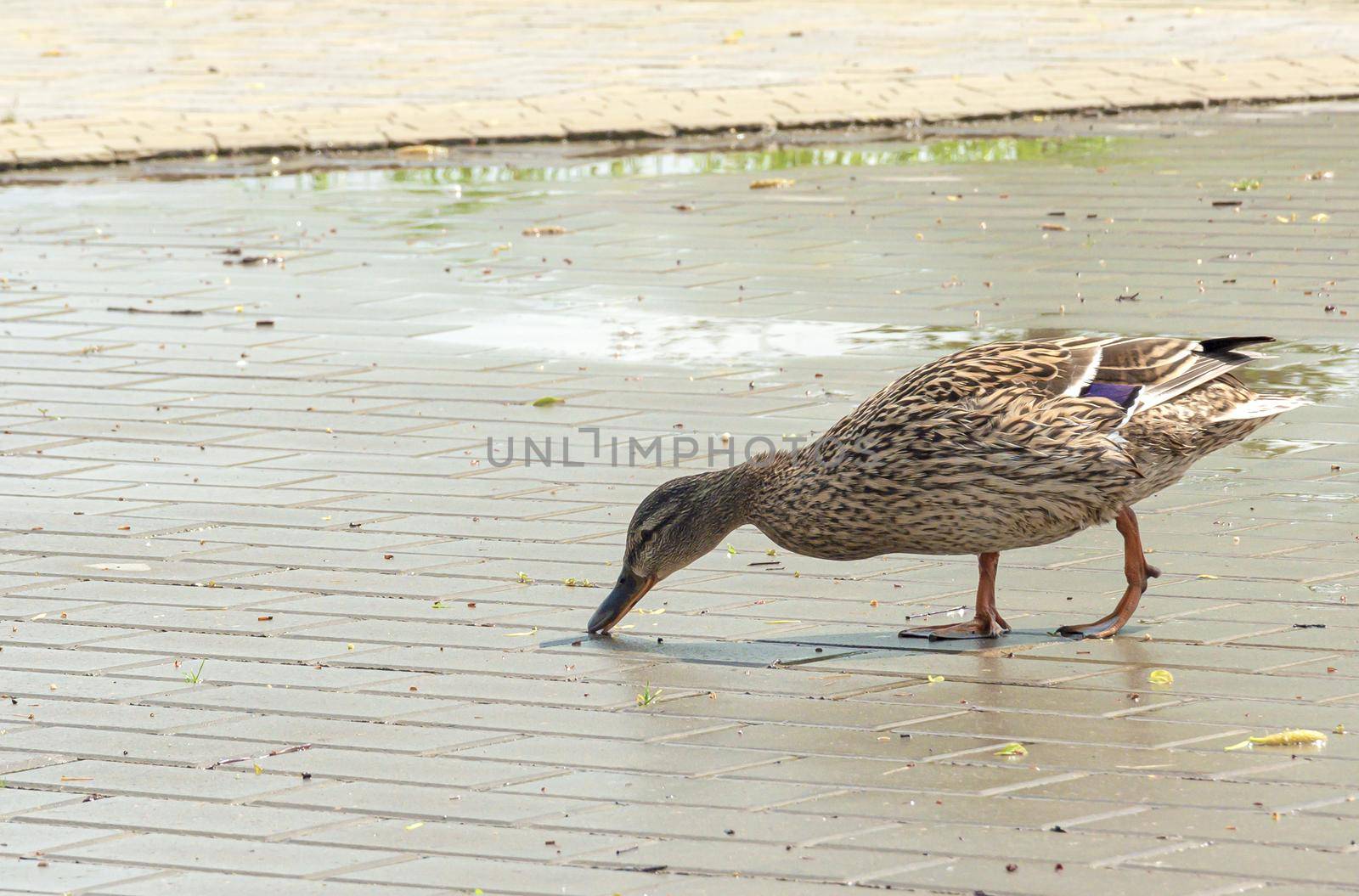 duck is feeding on the sidewalk. Close-up, blurred, background. Stock photography.