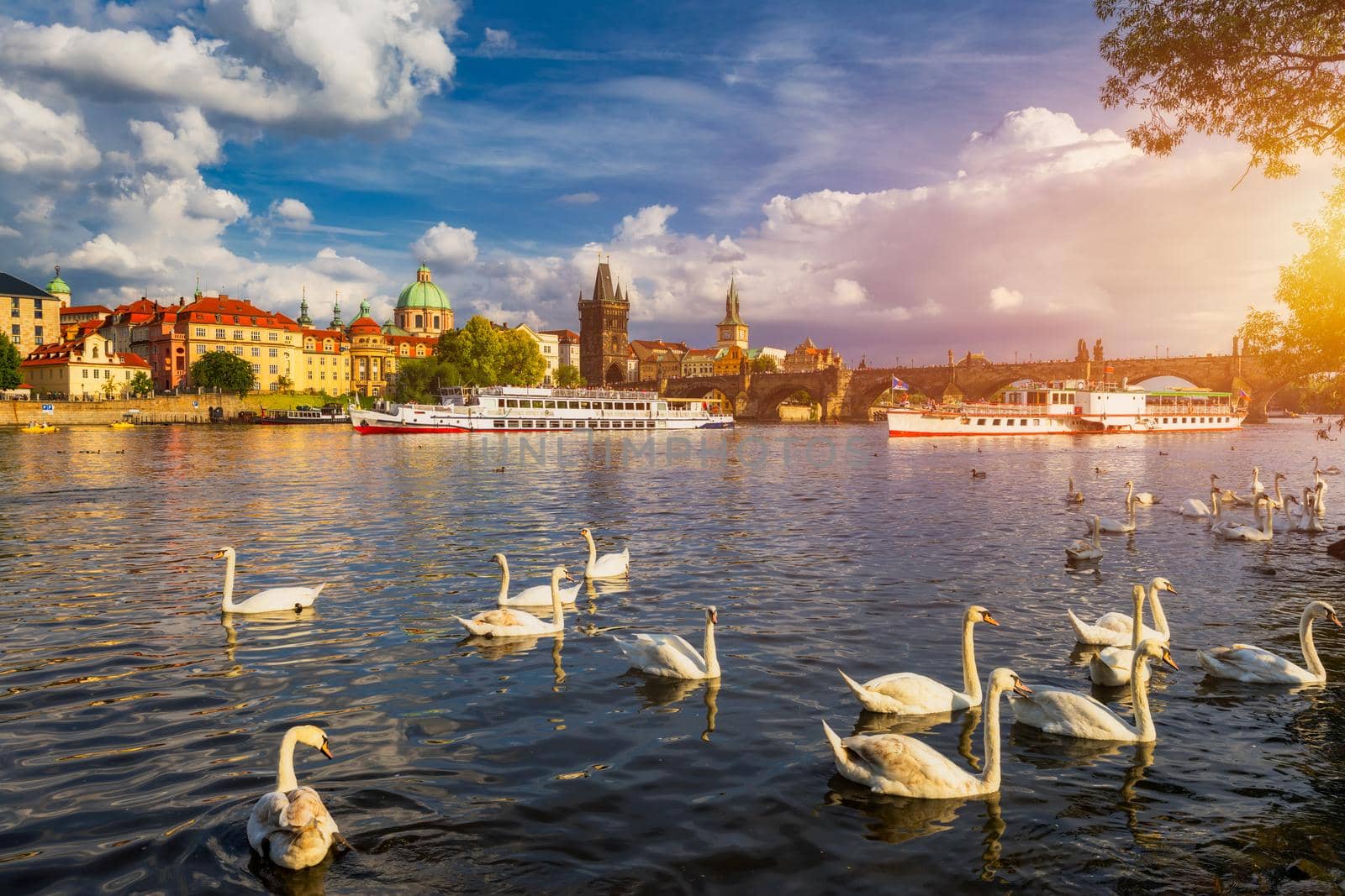 View of Prague Charles bridge near the Vltava river. Swan on the river. Swans swim in the Vltava river. Charles Bridge at sunset. Prague Swans of the Vltava River, Prague, Czech Republic