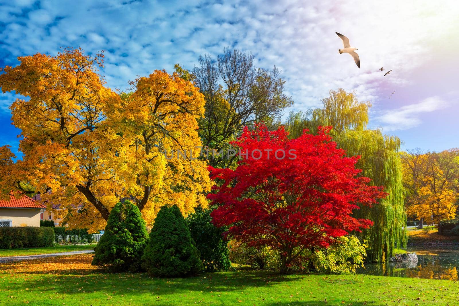 Autumn scene, fall,  red and yellow trees and leaves in sun light. Beautiful autumn landscape with yellow trees and sun. Colorful foliage in the park, falling leaves natural background