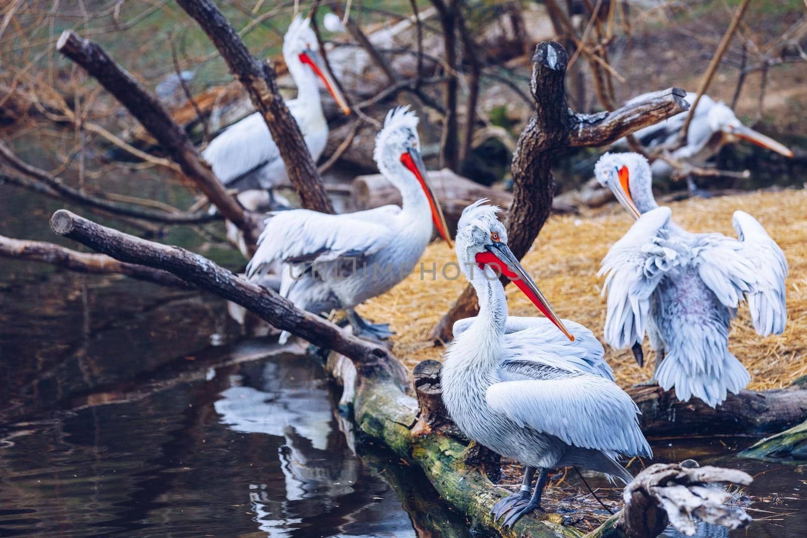 Dalmatian Pelican (Pelecanus crispus) in natural enviroment.