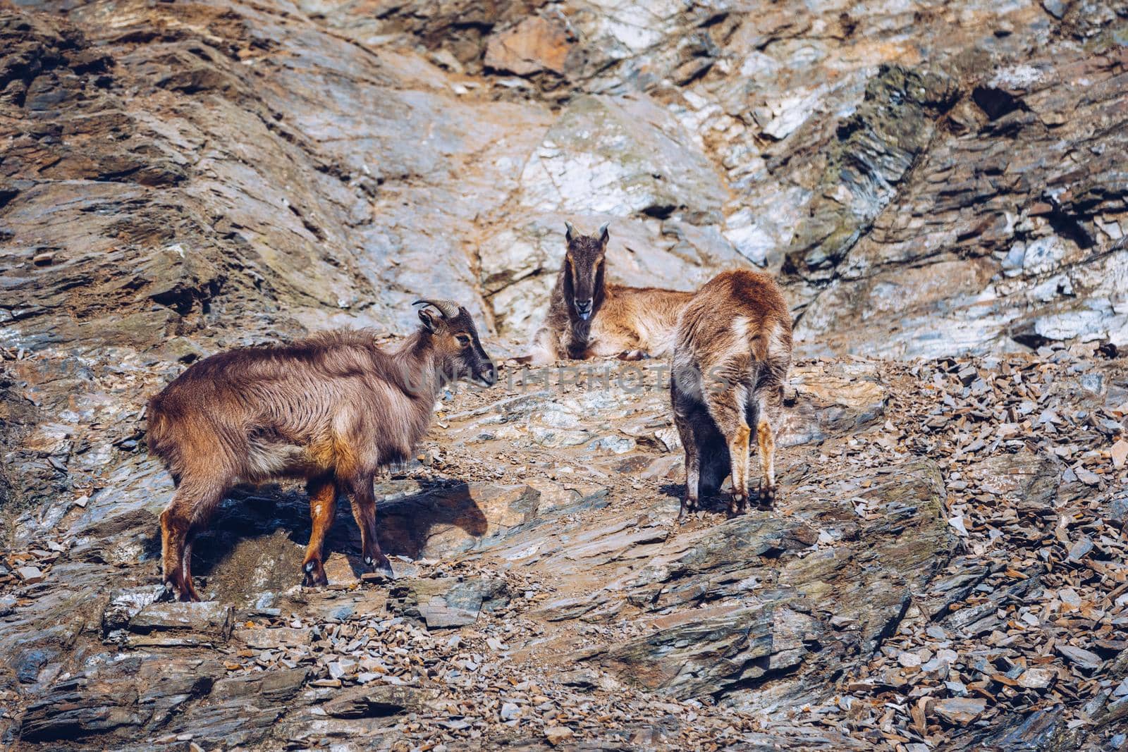 Mountain goat walks up rocky bluff. Wild Mountain Goat in natural enviroment.
