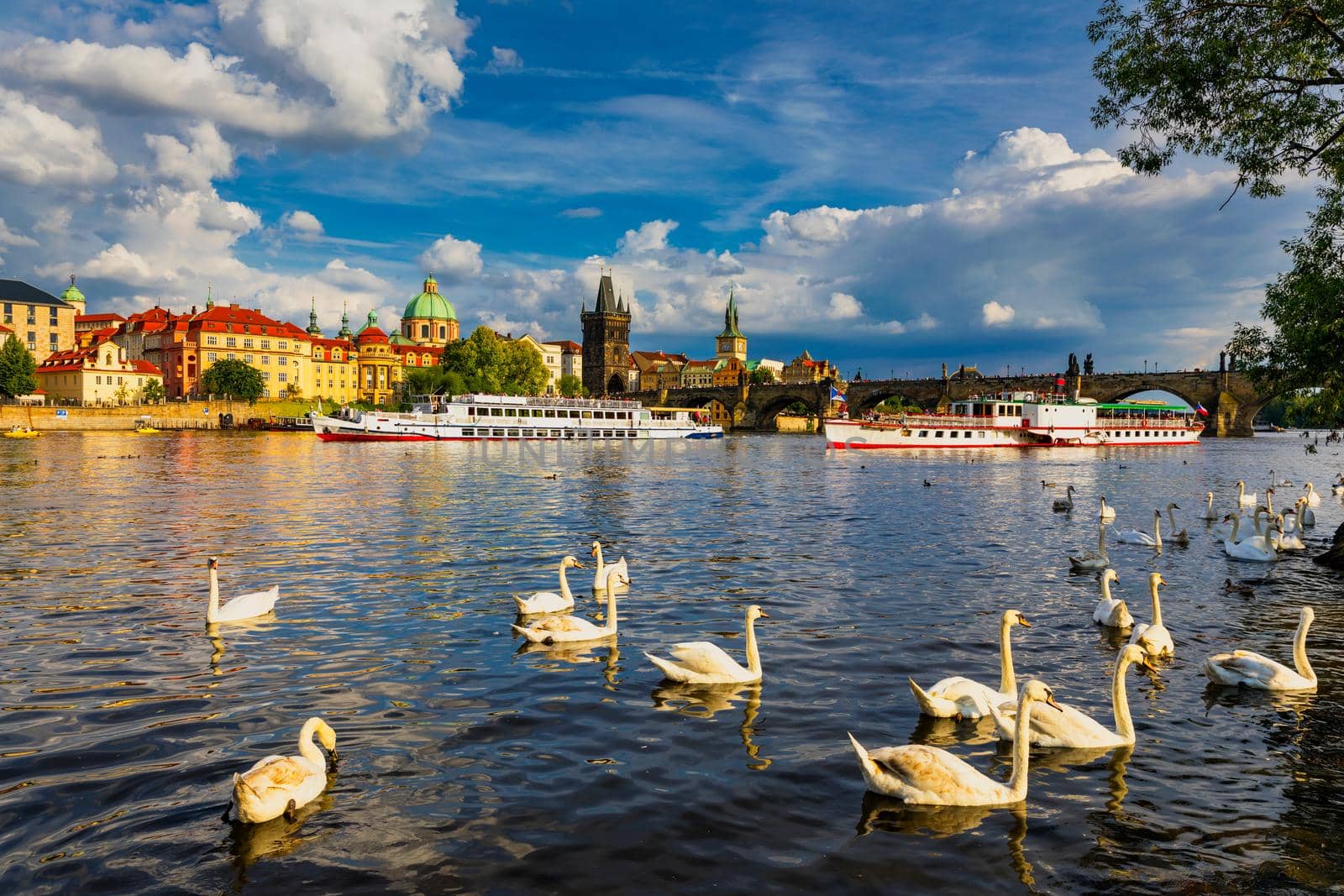 View of Prague Charles bridge near the Vltava river. Swan on the river. Swans swim in the Vltava river. Charles Bridge at sunset. Prague Swans of the Vltava River, Prague, Czech Republic
