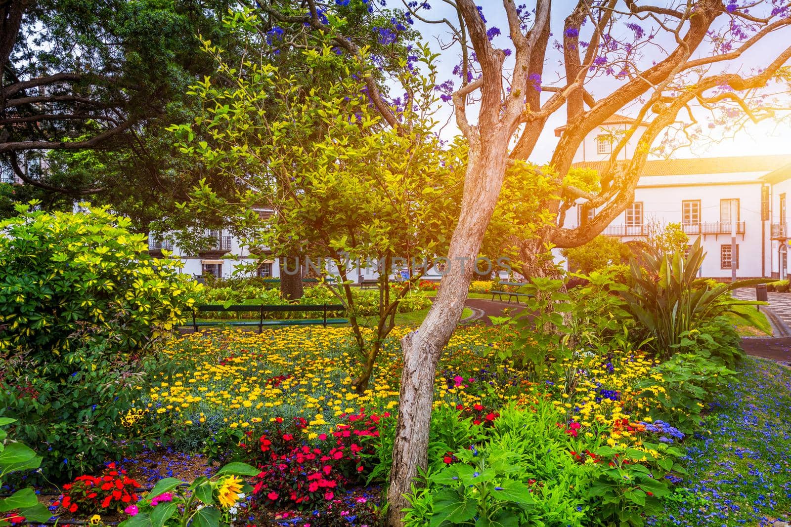 Beautiful Jardim Sena Freita, located in the historic center of Ponta Delgada city on Sao Miguel island. Azores, Sao Miguel, Portugal.