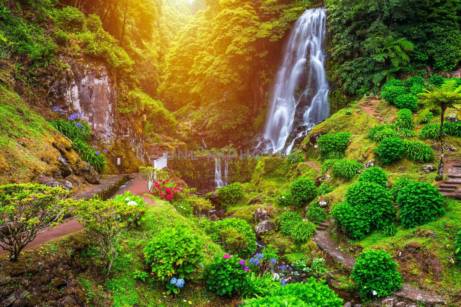 Waterfall at  Parque Natural Da Ribeira Dos Caldeiroes, Sao Miguel, Azores, Portugal. Beautiful waterfall surrounded with hydrangeas in Ribeira dos Caldeiroes park, Sao Miguel, Azores, Portugal