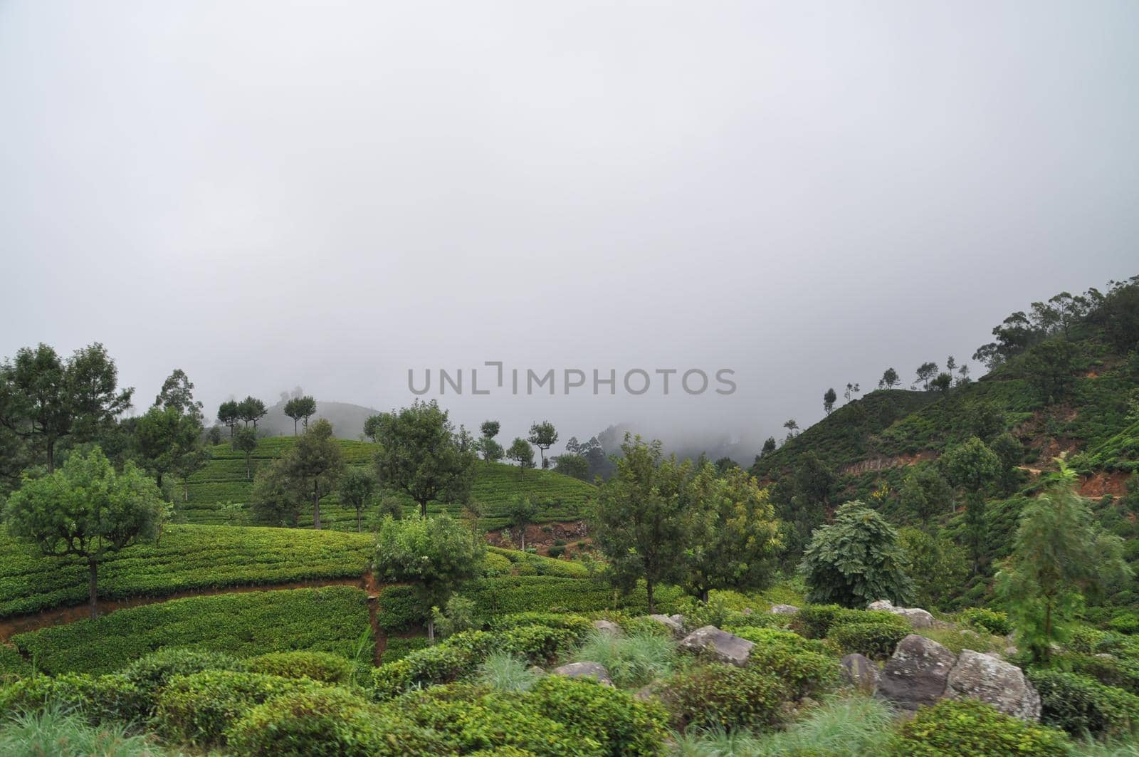 View on the nature near Haputale, Sri Lanka by Capos