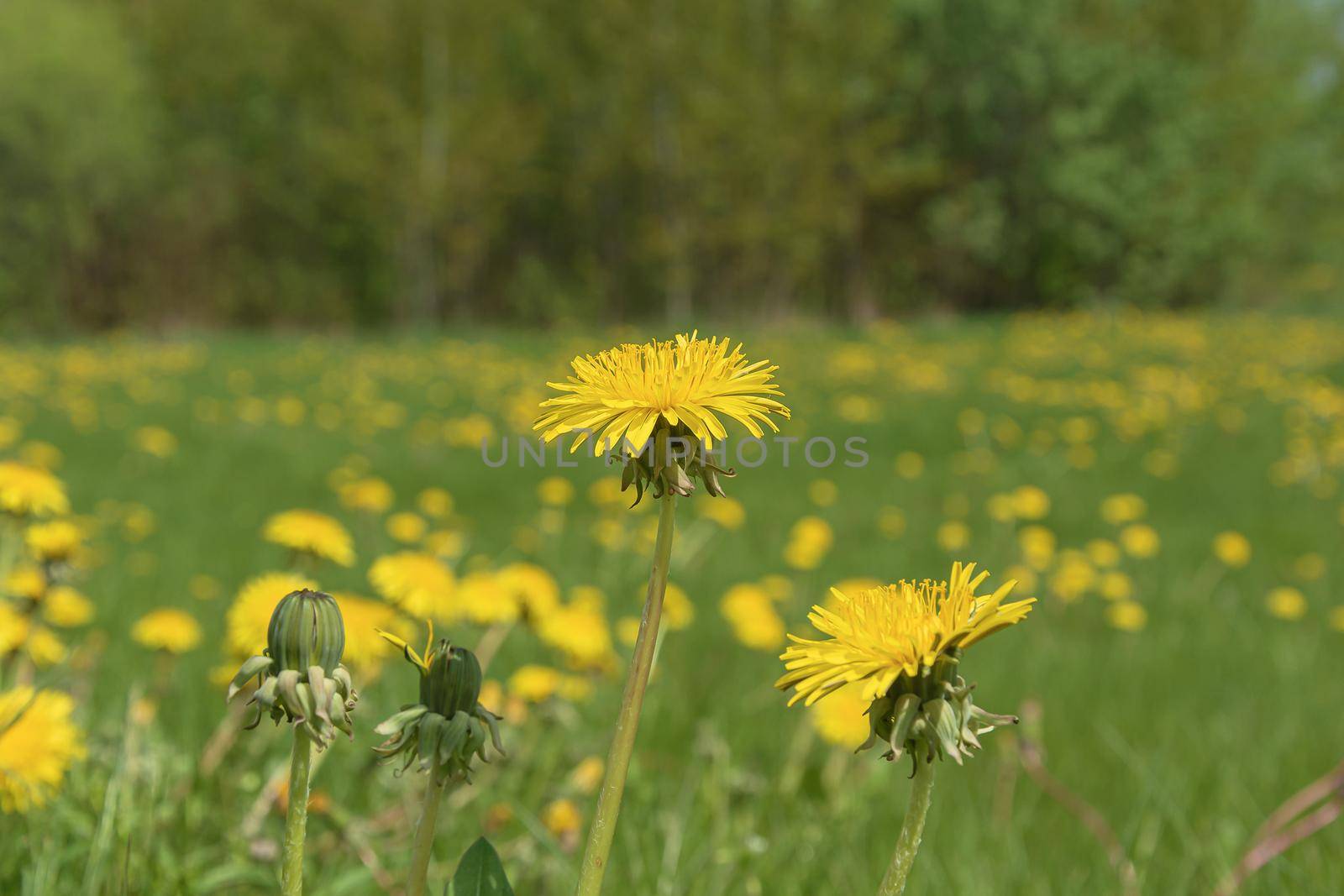 Yellow dandelion flower on a blurred background with bokeh elements by Grommik