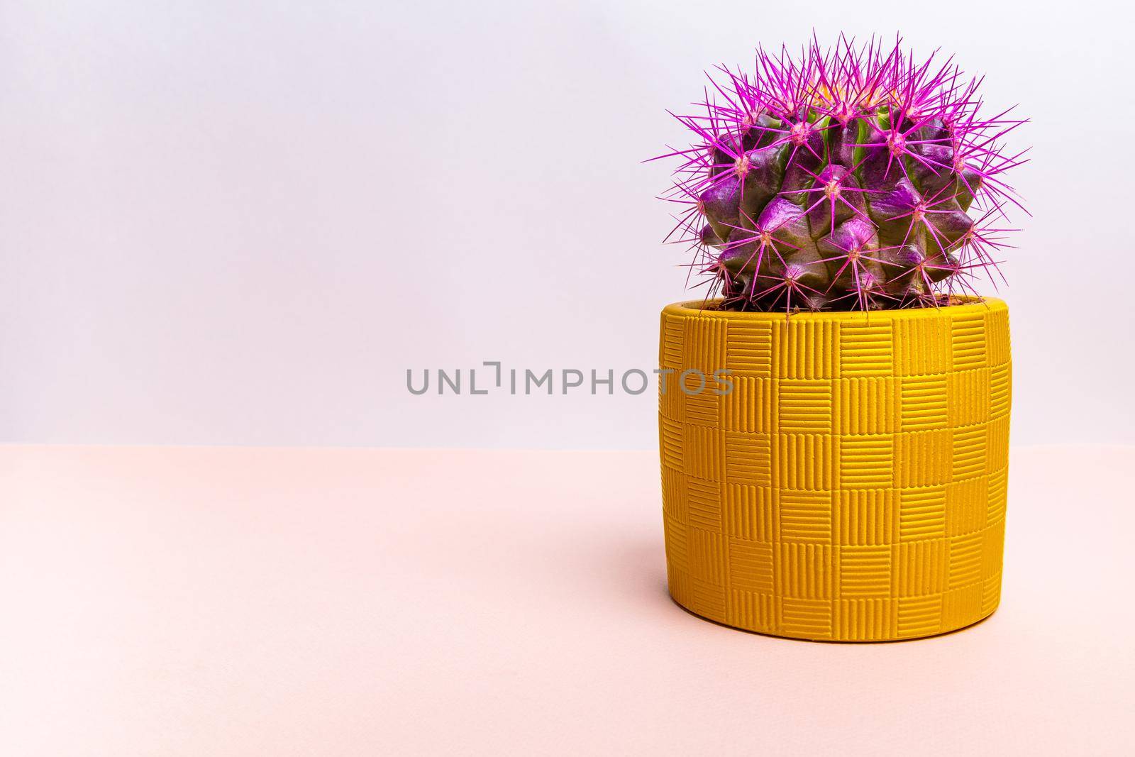 A round cactus with large purple thorns in a yellow pot. Close-up.