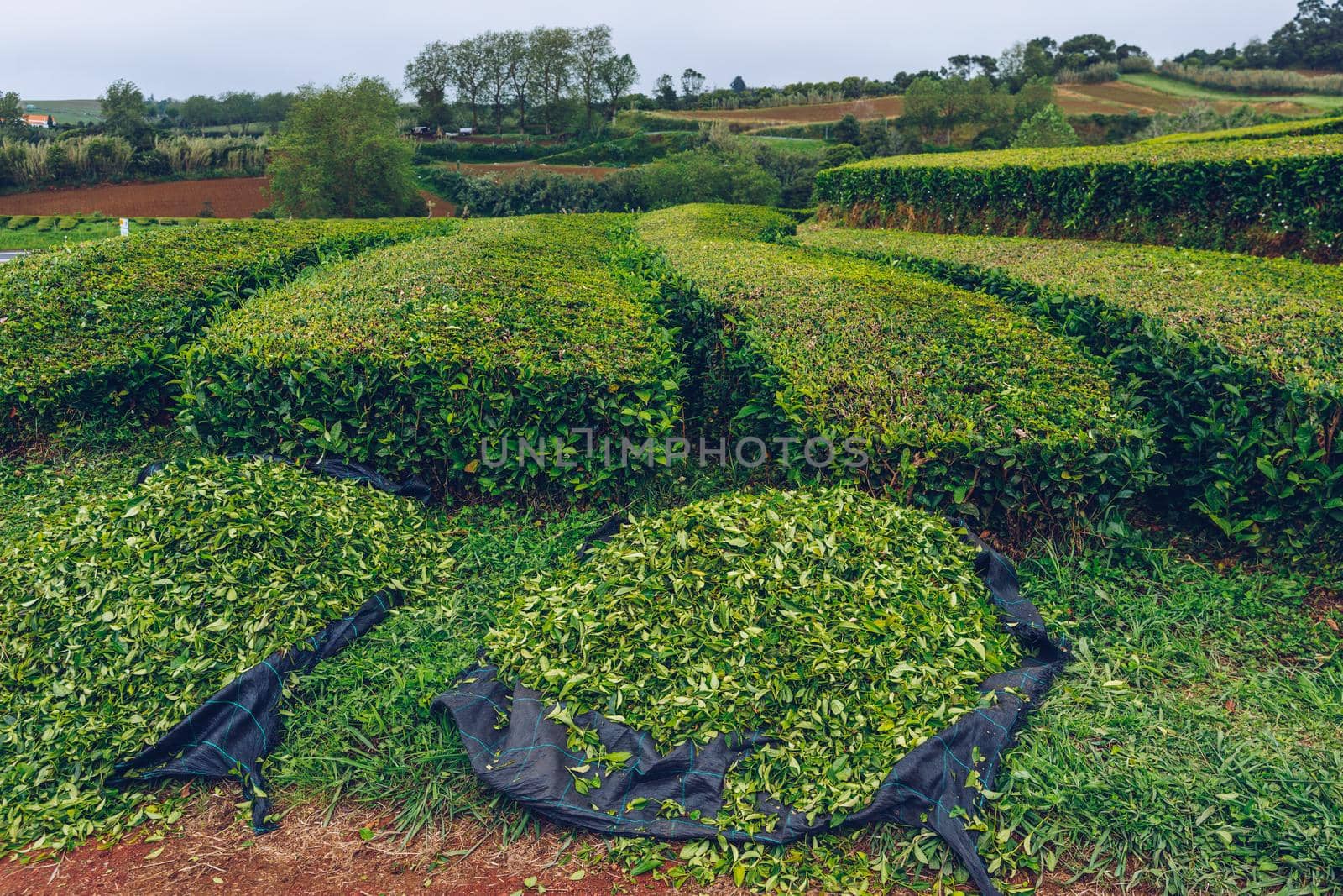 Tea plantation in Porto Formoso. Amazing landscape of outstanding natural beauty. Azores, Portugal Europe. Tea plantation on the north coast of Sao Miguel Island in the Azores, Portugal.