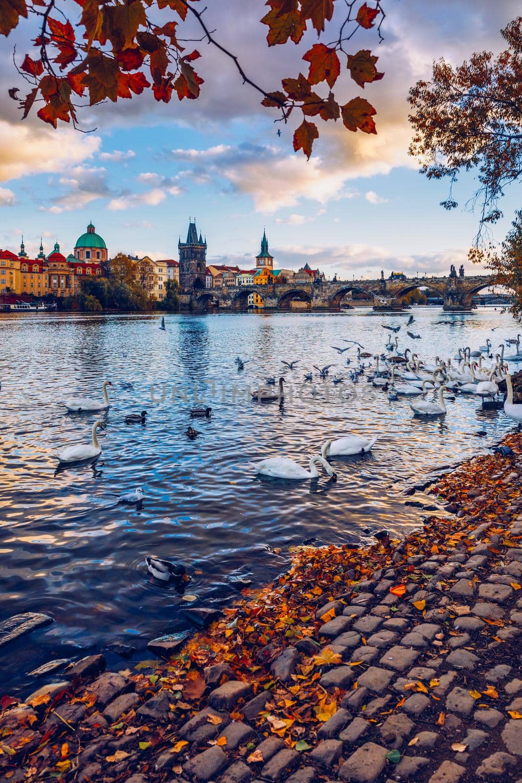 Autumn view to Charles bridge on Vltava river in Prague, Czech Republic. Autumn view to Charles Bridge, Prague old town and Vltava river. Czechia. Scenic autumn view of the Old Town with red foliage.