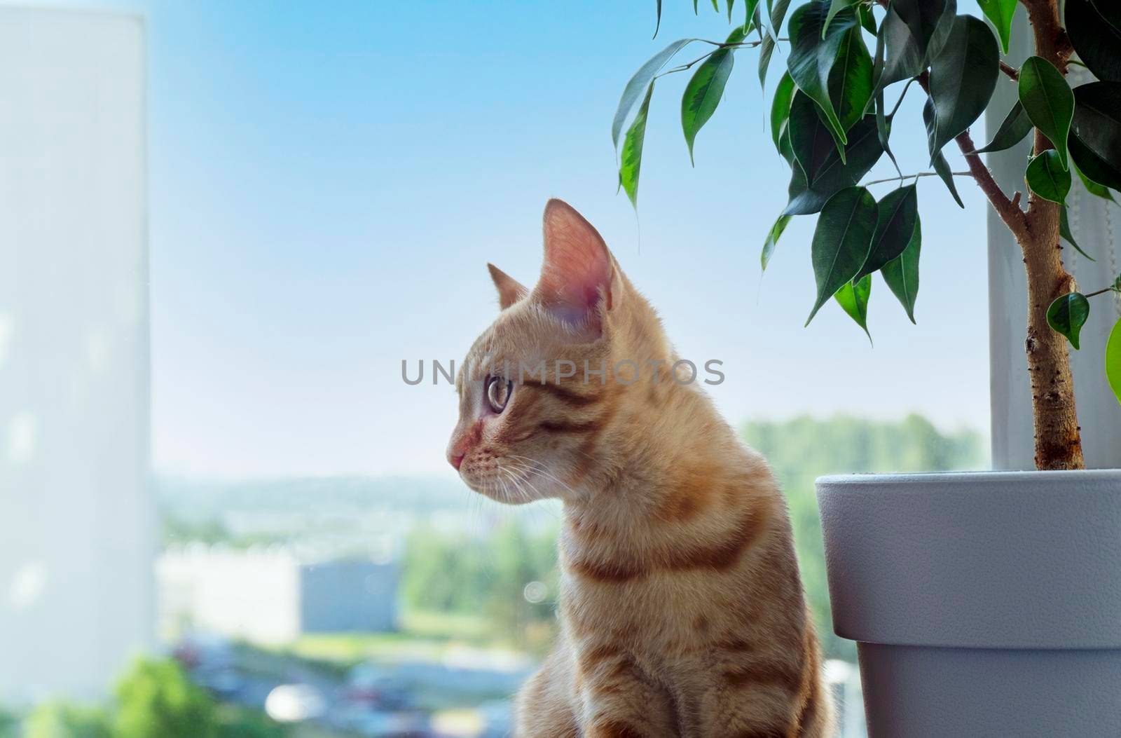 Close-up of a small cute ginger tabby kitten sits on the windowsill and looks to the side. A pet. Selective focus, copy space.