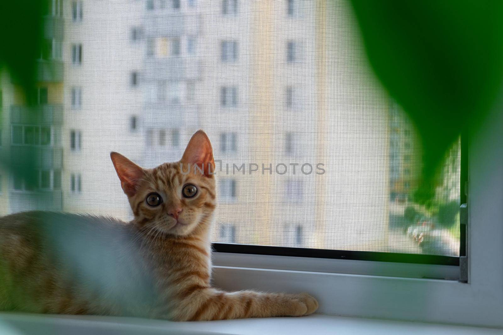 A close-up of a cute little ginger tabby kitten lies on a windowsill with a mosquito net and looks into the camera. Pet. Selective focus.
