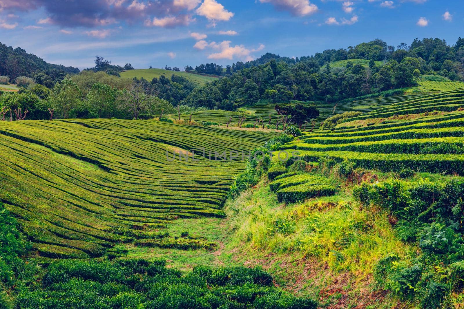 Tea plantation in Porto Formoso. Amazing landscape of outstanding natural beauty. Azores, Portugal Europe. Tea plantation on the north coast of Sao Miguel Island in the Azores, Portugal.