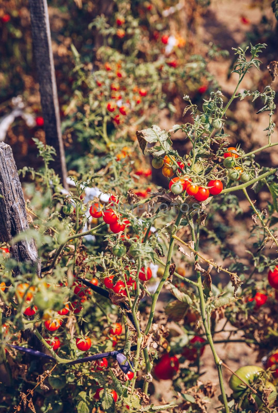Homegrown Red Fresh Tomato In A Garden. Red organic tomato plant and fruit in the summer light. Bio garden with tomatoes. Homemade tomatoes grown in the garden.