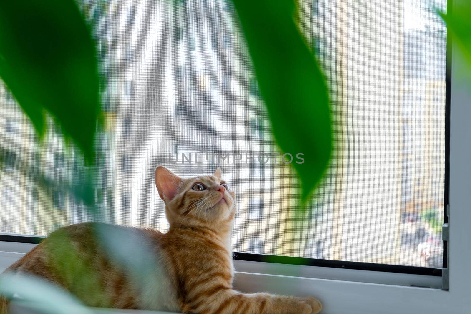 Close-up of a small cute ginger tabby kitten lying on a windowsill with a mosquito net and looking up. Pet. Selective focus.