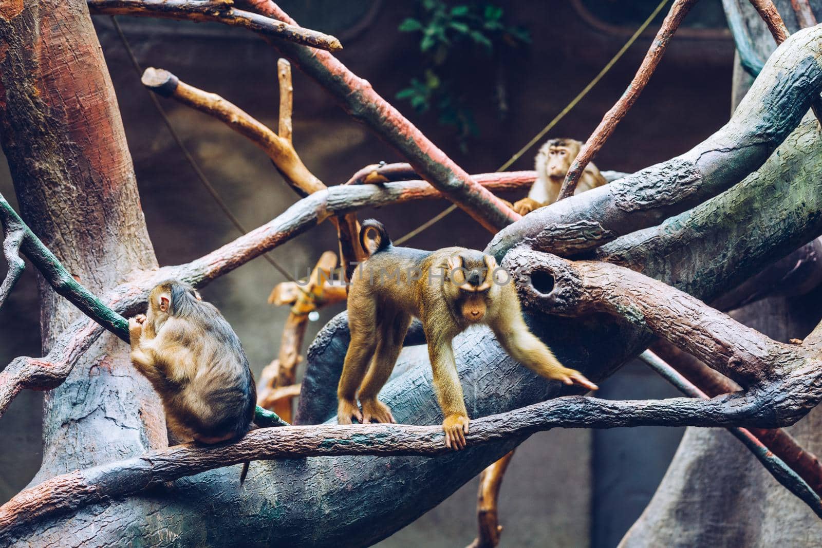 Southern Pig-tailed Macaque (Sundaland pigtail macaque or Sunda pig-tailed macaque), In Zoo, Prague. The southern pig-tailed macaque (Macaca nemestrina) is a medium-sized Old World monkey, Prague Zoo. by DaLiu