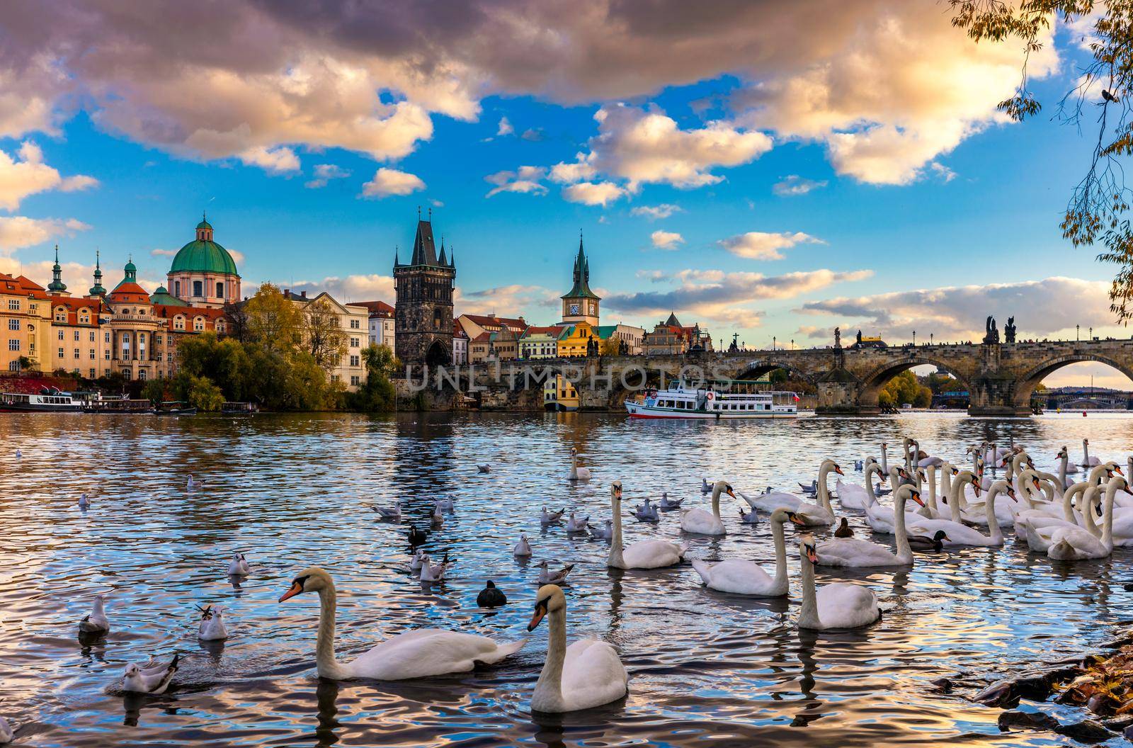 View of Prague Charles bridge near the Vltava river. Swan on the river. Swans swim in the Vltava river. Charles Bridge at sunset, Swans swim. Charles Bridge in Prague with swans in the foreground.