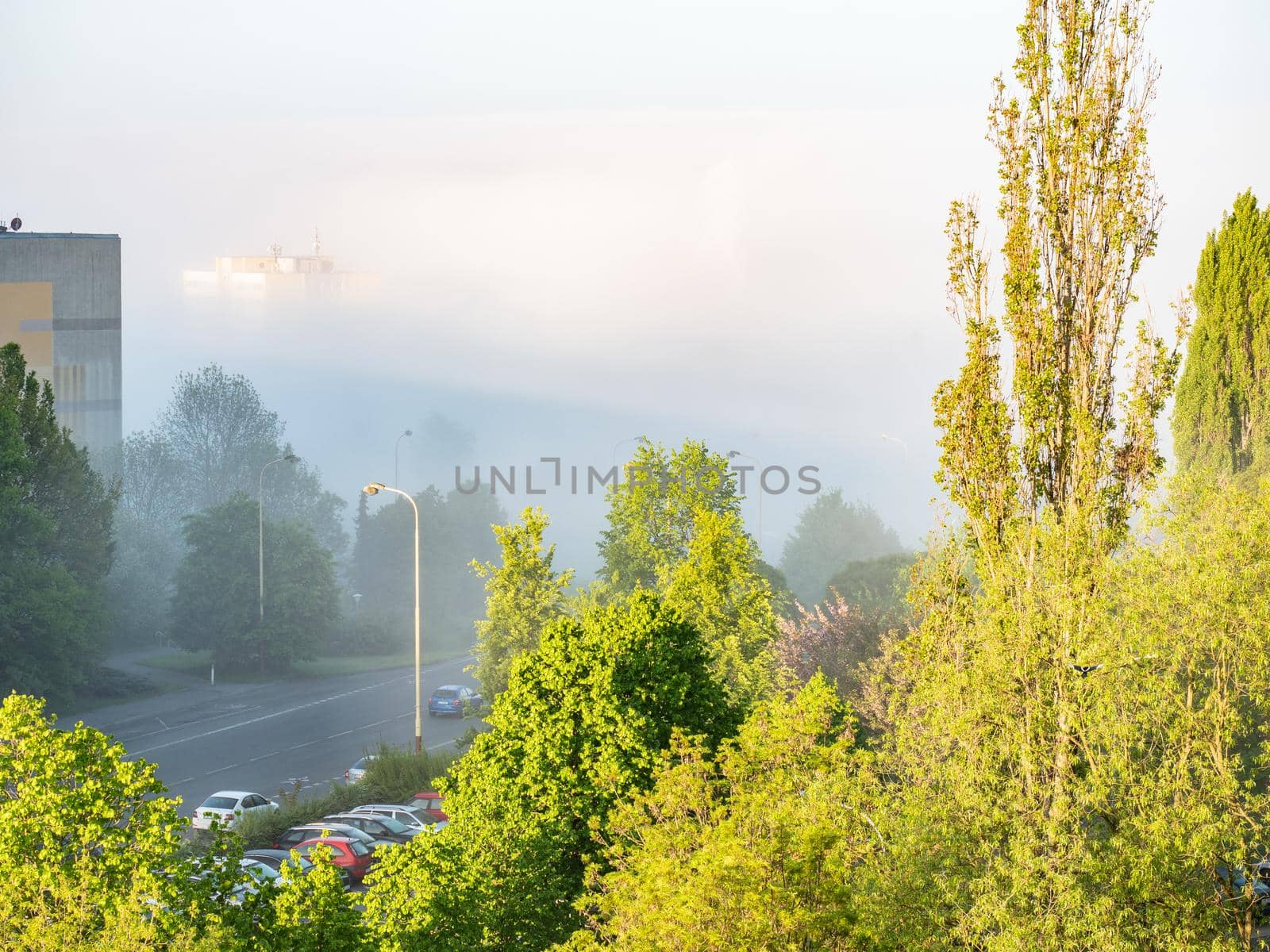 View over popler trees in city park into morning smog. White pink cloud above sleepy city.