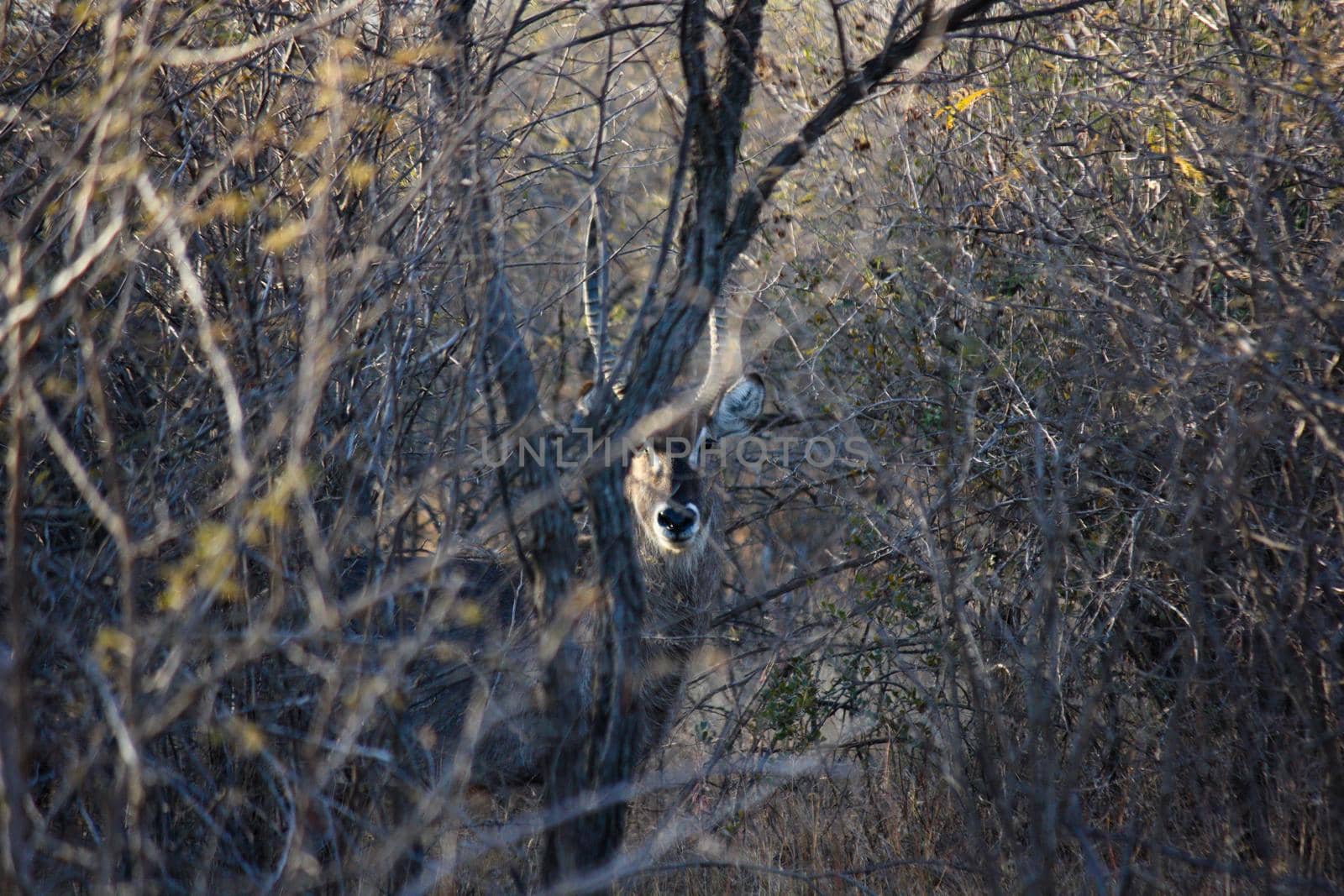 A startled waterbuck antelope (Kobus ellipsiprymnus) watching for potential danger in dense African bush, Marble Hall, South Africa
