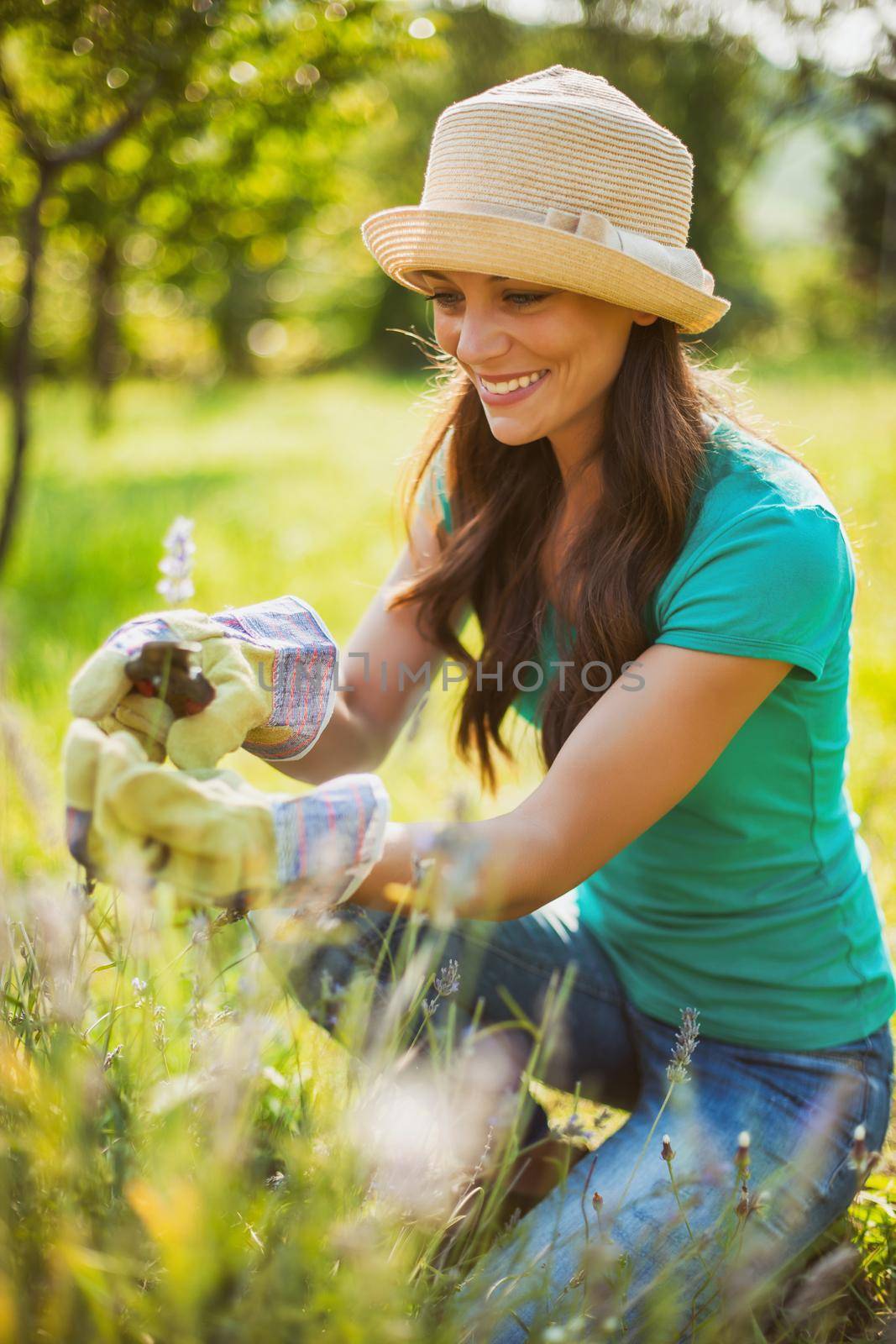 Young woman is cutting lavender in her garden.