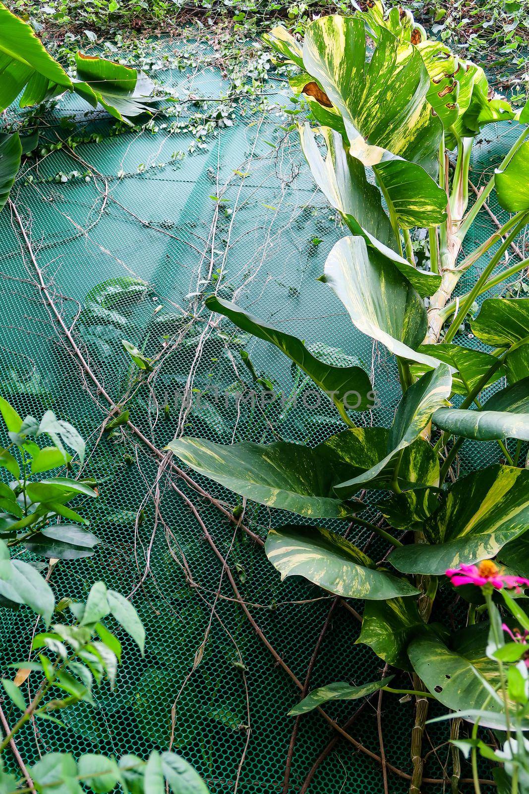 Vertical garden with tropical green leaf. Nature background