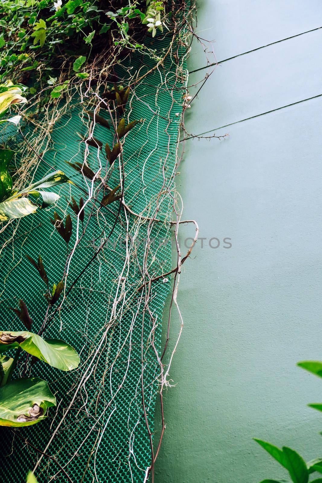 Vertical garden with tropical green leaf. by ponsulak