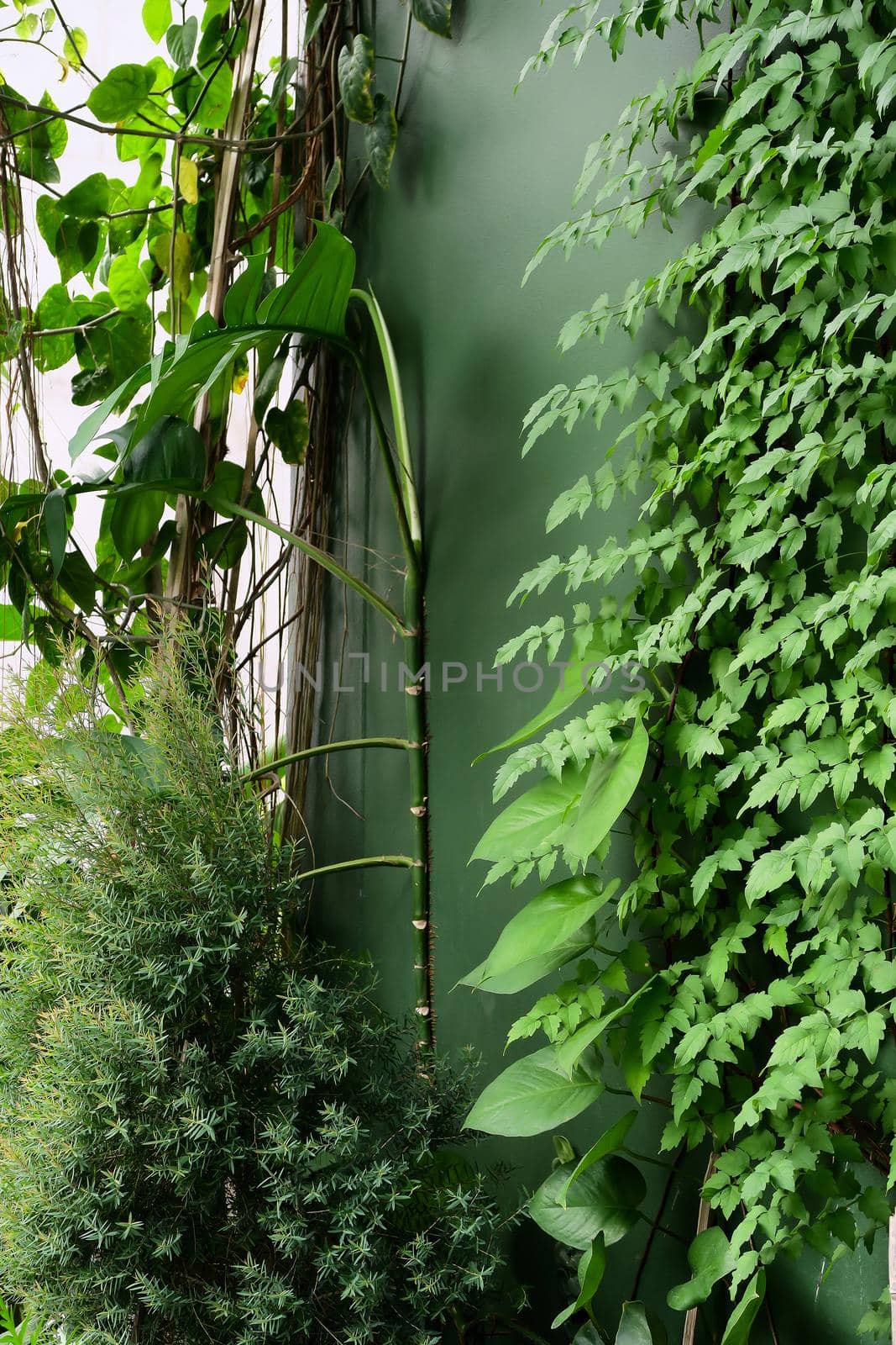 Image of green ivy on wall. by ponsulak