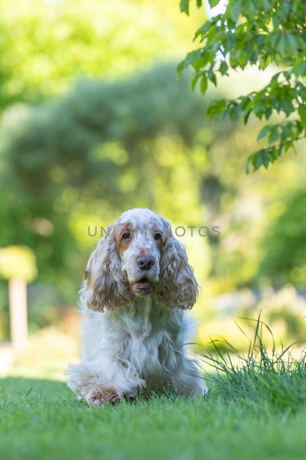 purebred Spaniel Dog Breed Is In The Grass on summer garden with afternoon sun