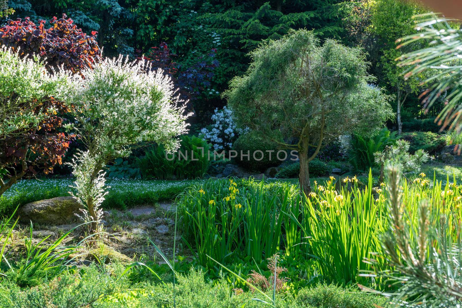 summer garden with conifer trees by artush