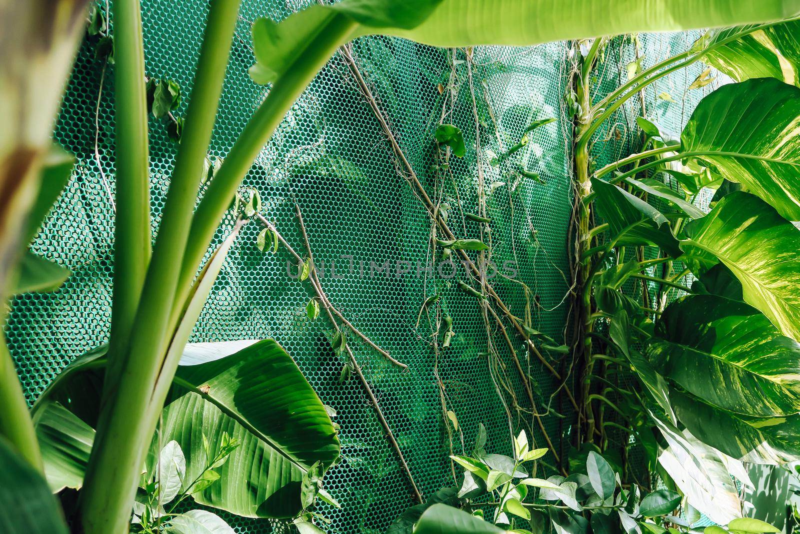 Vertical garden with tropical green leaf. Nature background