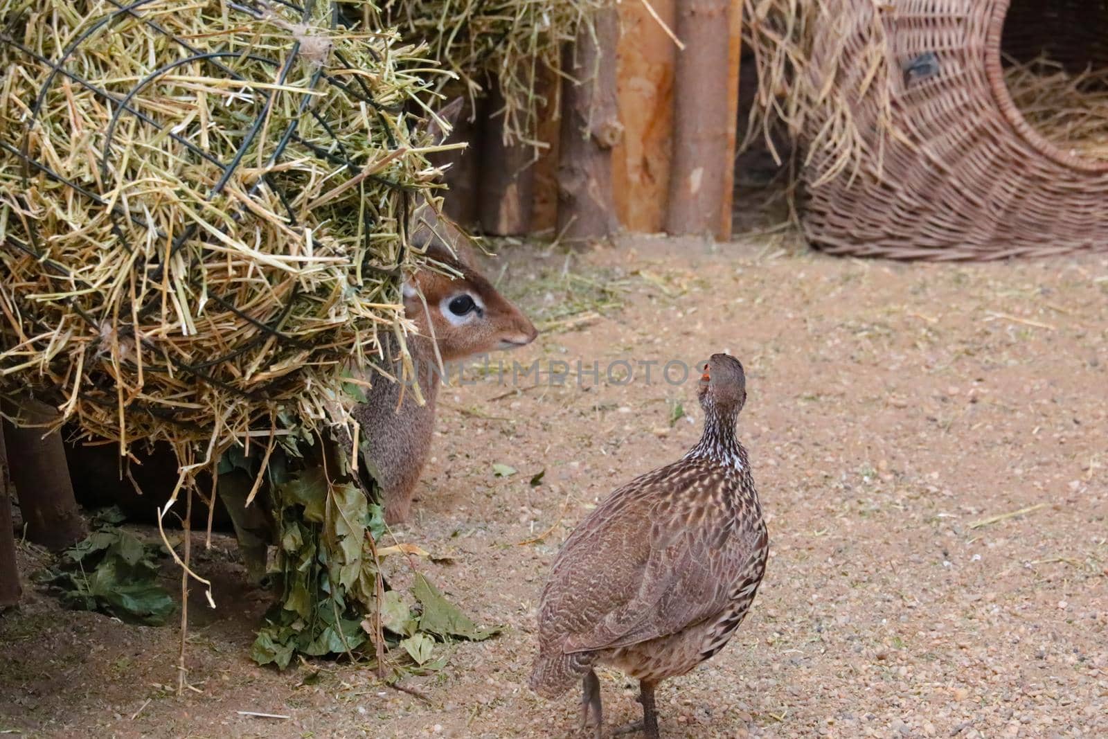 View of a small antelope and a bird. by kip02kas