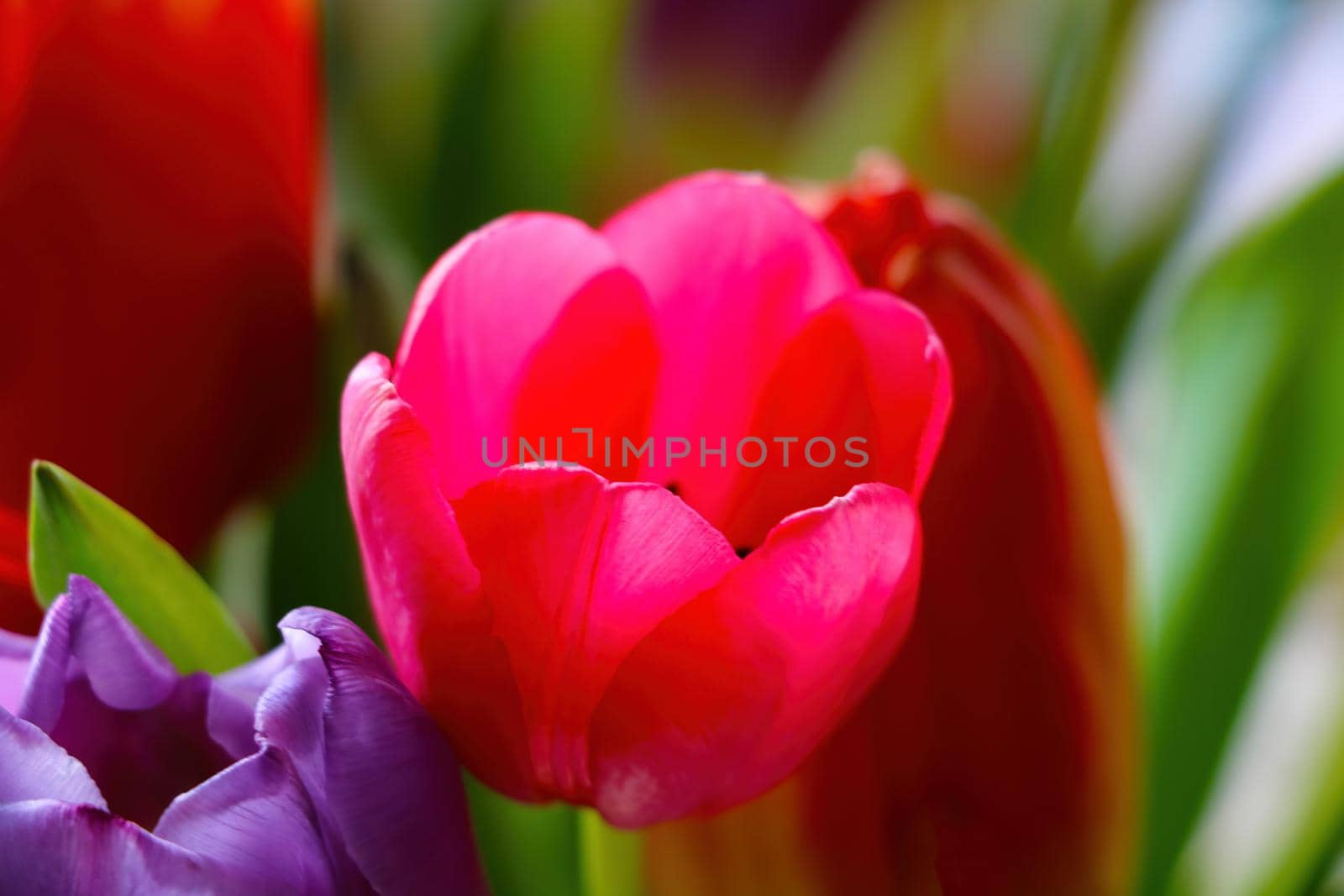 View of blooming tulips in the park in spring. by kip02kas