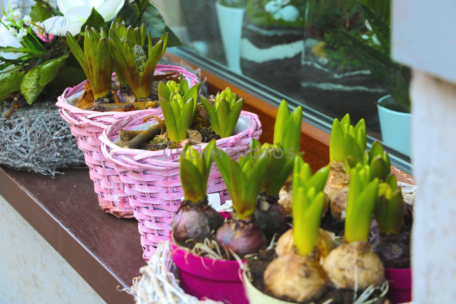 Close-up of flower bulbs in flowerpots on the windowsill