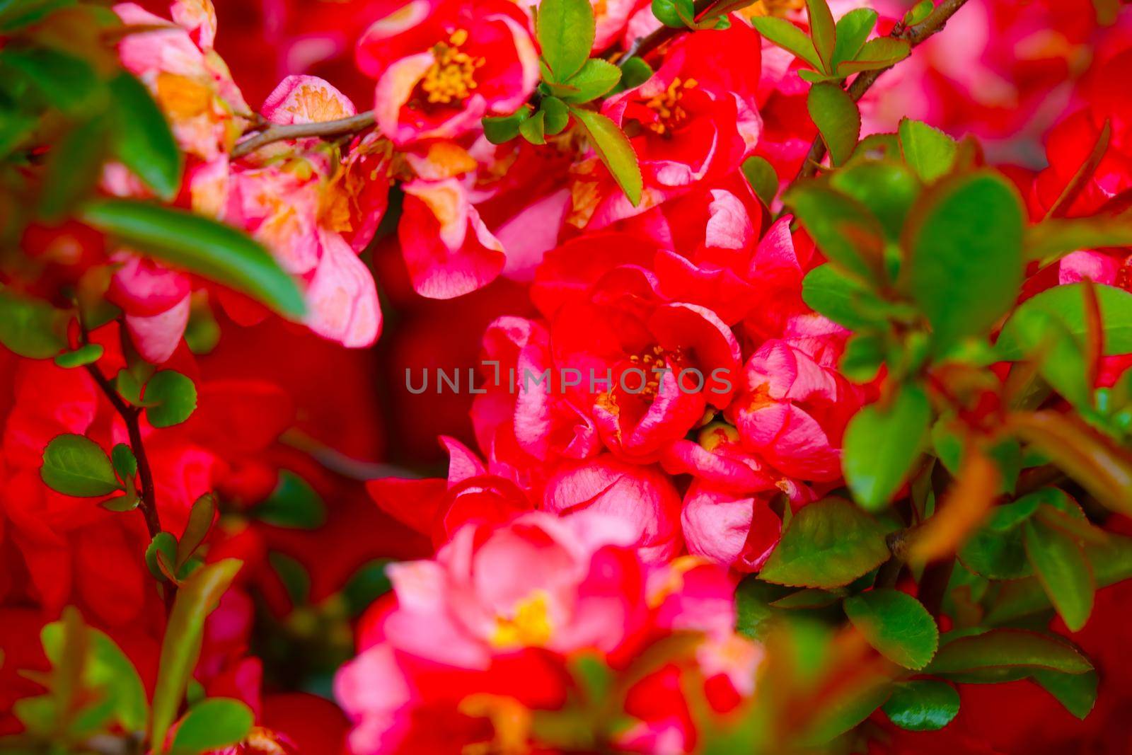 Beautiful blooming rose in the garden. A fragrant smell in the park during the blooming of flowers